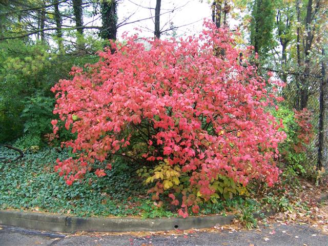 Picture of Viburnum carlesii  Koreanspice Viburnum