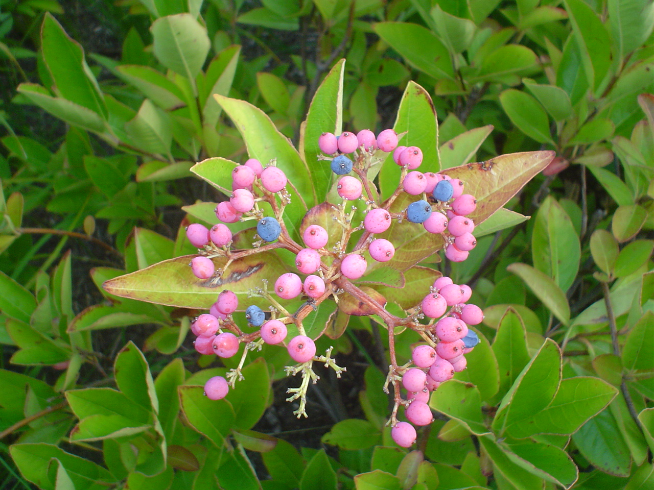 Picture of Viburnum%20nudum%20%20Witherod%20Viburnum