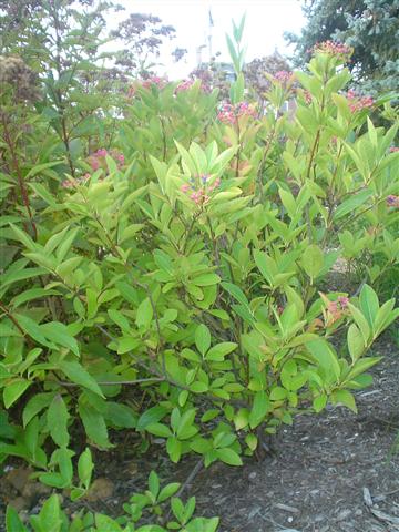 Picture of Viburnum nudum  Witherod Viburnum