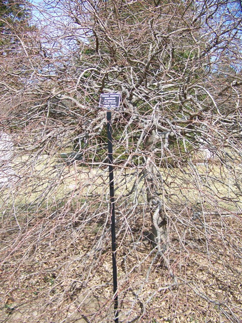 Carpinus betulus ViennaWeepingHornbeam.JPG