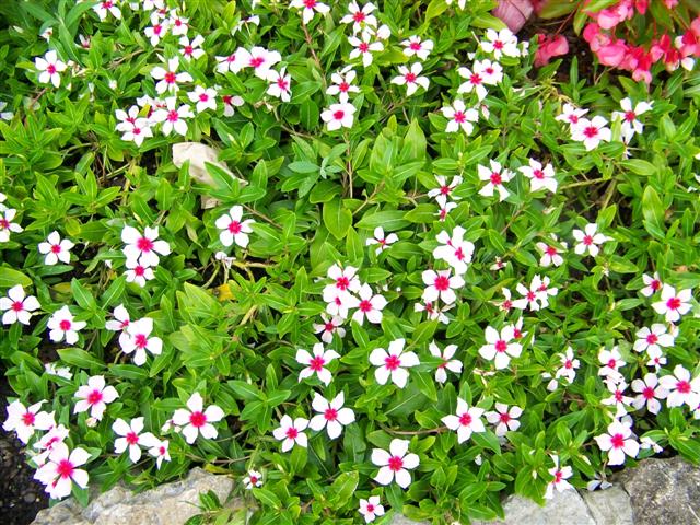 Picture of Catharanthus%20%20roseus%20Mediterranean%20Apricot%20Broadeye%20Mediterranean%20Apricot%20Broadeye%20Vinca