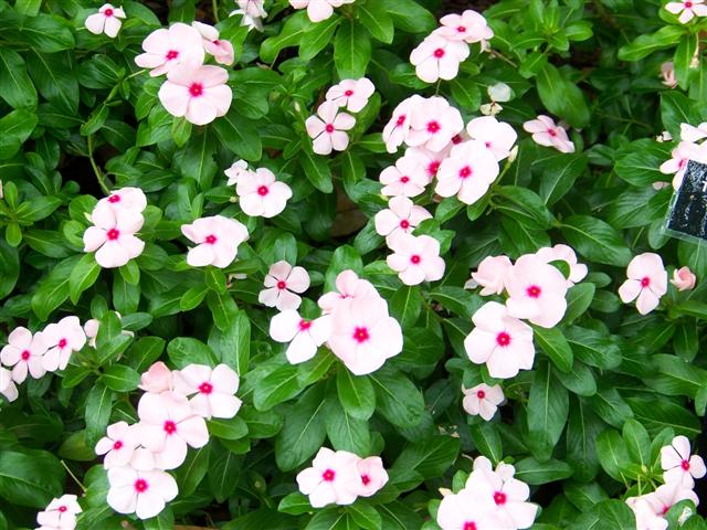 Picture of Catharanthus  roseus 'Titan Apricot' Titan Apricot Vinca