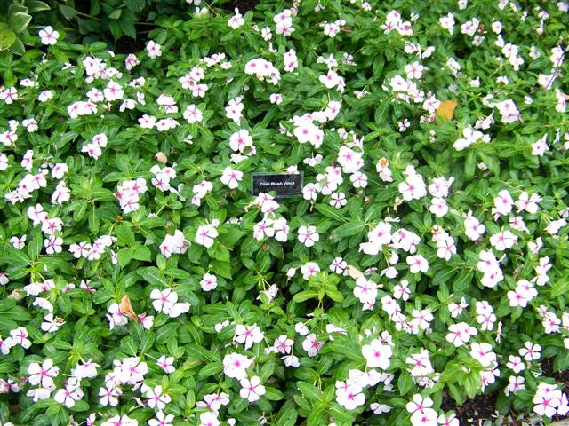 Picture of Catharanthus roseus 'Titan Blush' Titan Blush Vinca