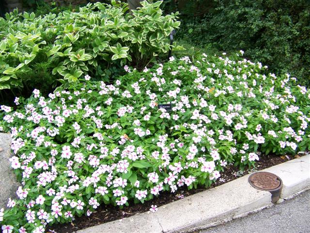 Picture of Catharanthus roseus 'Titan Blush' Titan Blush Vinca