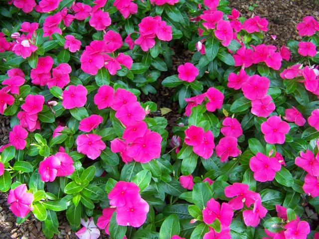 Picture of Catharanthus roseus 'Titan Punch' Titan Punch Vinca