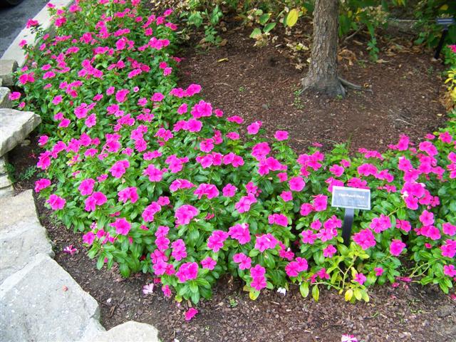 Picture of Catharanthus roseus 'Titan Punch' Titan Punch Vinca