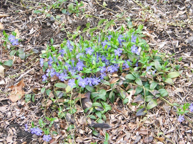 Picture of Vinca minor  Common Periwinkle