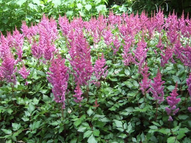 Picture of Astilbe%20chinensis%20'Visions'%20Visions%20Astilbe