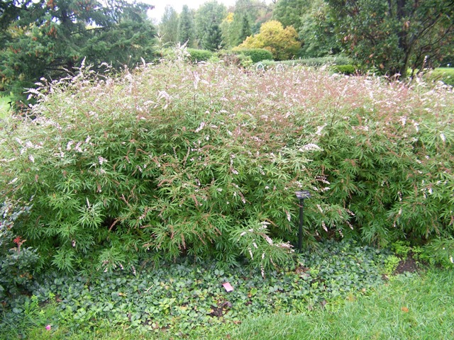 Vitex agnus-castus Vitexsilverspire.JPG