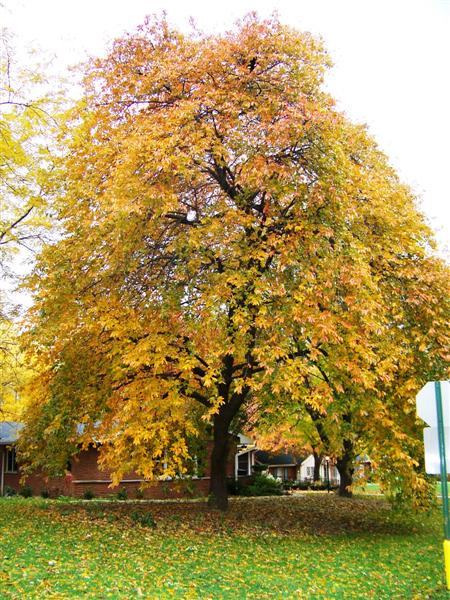 Picture of Nyssa sylvatica 'Penwood Weeper' Weeping Black Gum