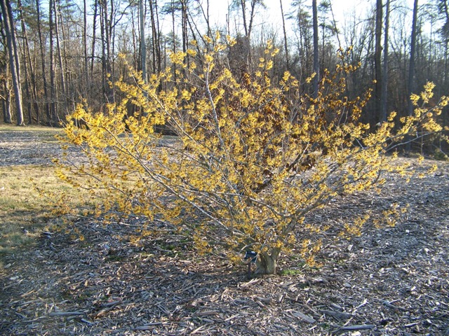 Hamamelis x intermedia WinterBeautyWitchhazel.JPG