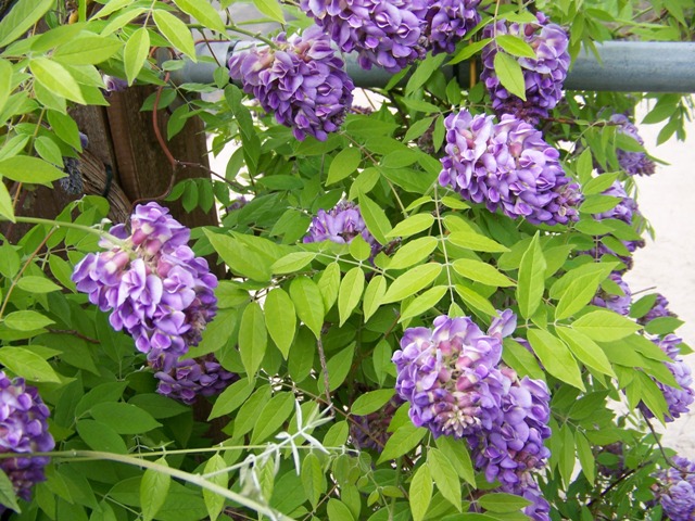 Picture of Wisteria frutescens 'Amethyst Falls' Amethyst Falls American Wisteria