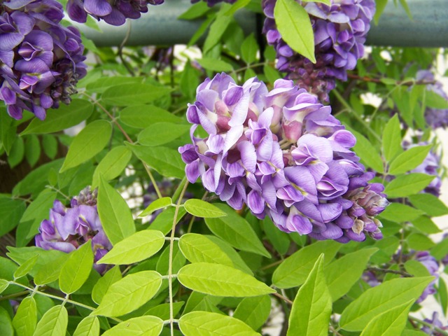 Picture of Wisteria frutescens 'Amethyst Falls' Amethyst Falls American Wisteria