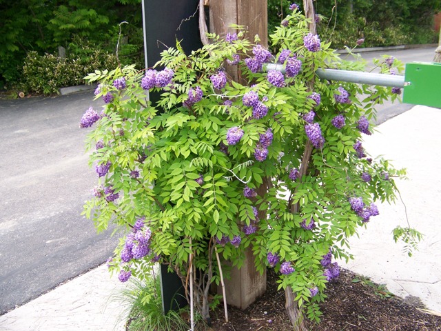 Picture of Wisteria frutescens 'Amethyst Falls' Amethyst Falls American Wisteria