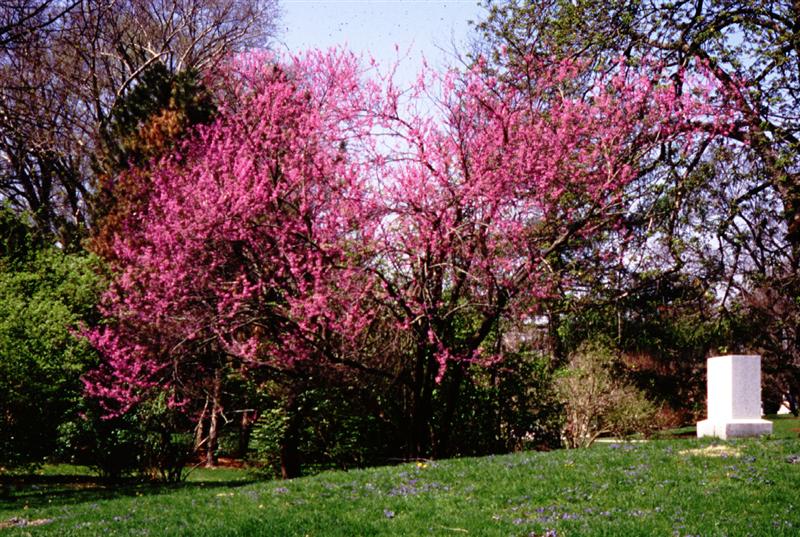 Picture of Cercis canadensis  Eastern Redbud