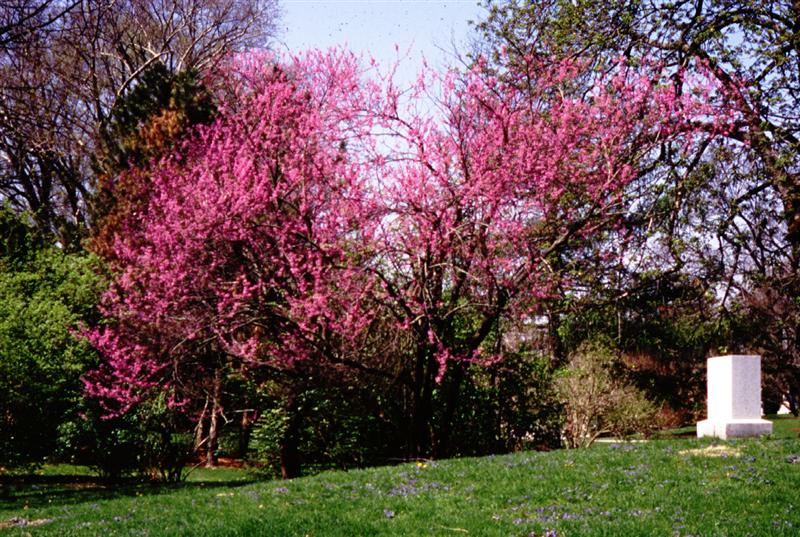 Picture of Cercis%20canadensis%20%20Eastern%20Redbud