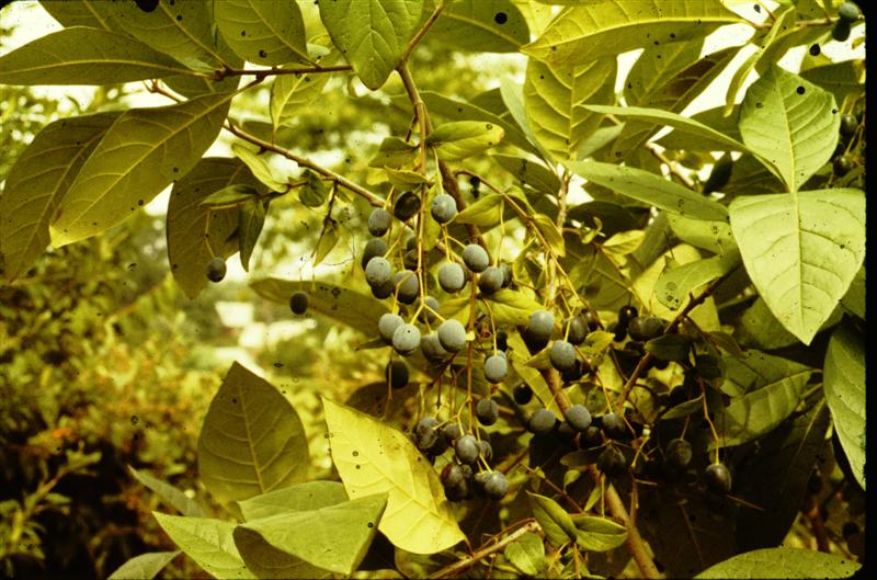 Picture of Chionanthus virginicus  White Fringetree