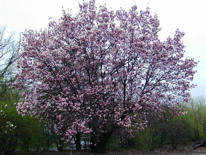 Picture of Magnolia%20x%20soulangeana%20%20Saucer%20Magnolia