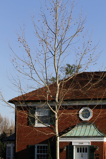 Platanus x acerifolia Yarwood0310.jpg