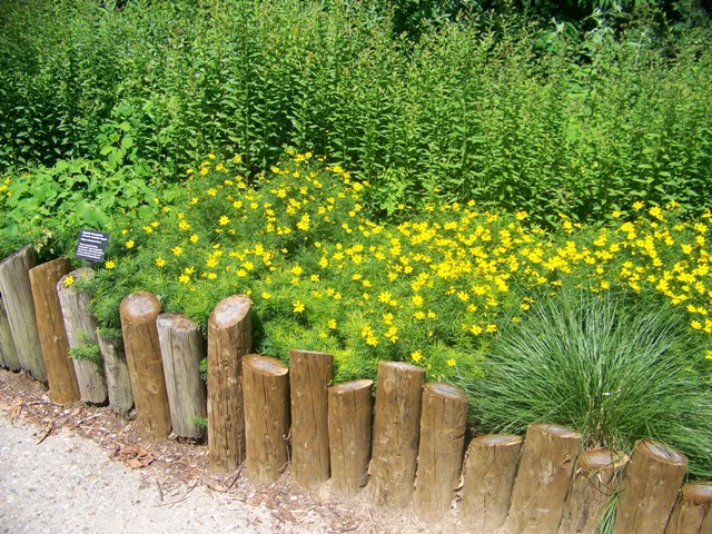 Picture of Coreopsis verticillata 'Zagreb' Zagreb Coreopsis