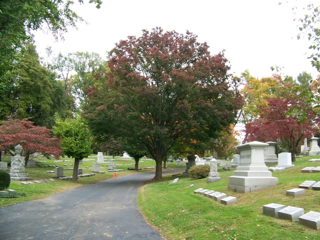 Zelkova serrata Zelkova.serrata.CH.JPG