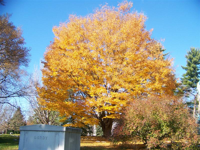 Picture of Zelkova serrata  Japanese Zelkova