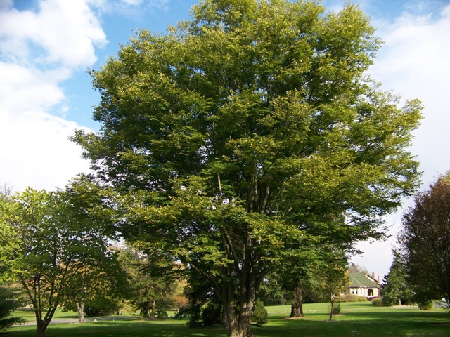 Zelkova serrata Zelkova.serratasg(2).JPG