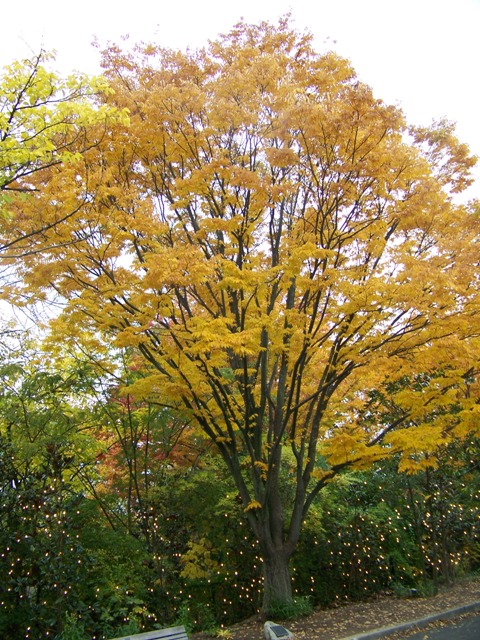 Zelkova serrata Zelkova.serratazoo.JPG