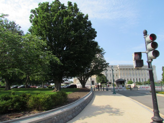 Zelkova serrata ZelkovaSerrata3CapitolHill2.JPG