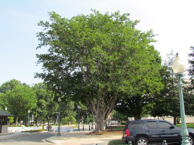 Zelkova serrata ZelkovaSerrata4CapitolHill1.JPG