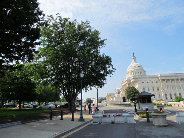 Zelkova serrata ZelkovaSerrata4CapitolHill2.JPG