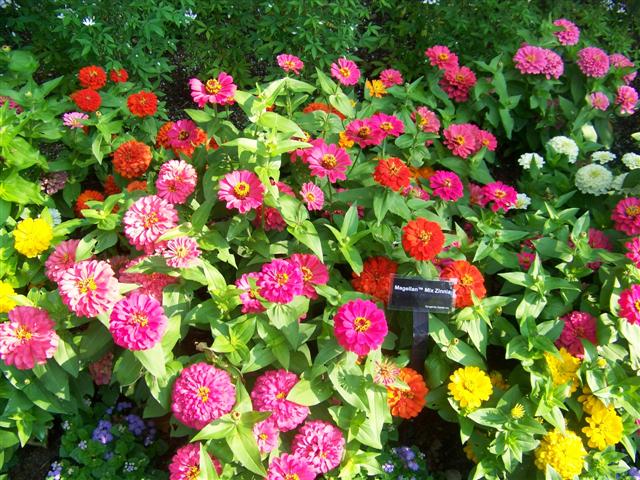 Picture of Zinnia elegans Magellan Mix Magellan Mix Zinnia