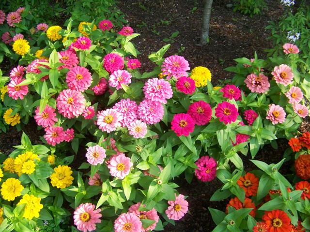 Picture of Zinnia elegans Magellan Mix Magellan Mix Zinnia