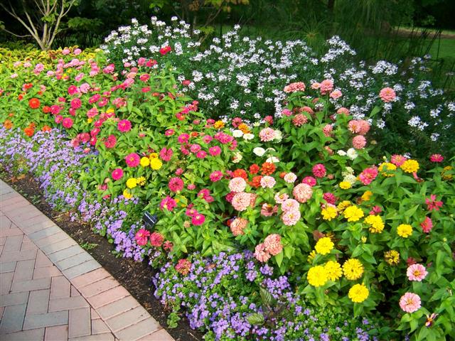 Picture of Zinnia elegans Magellan Mix Magellan Mix Zinnia