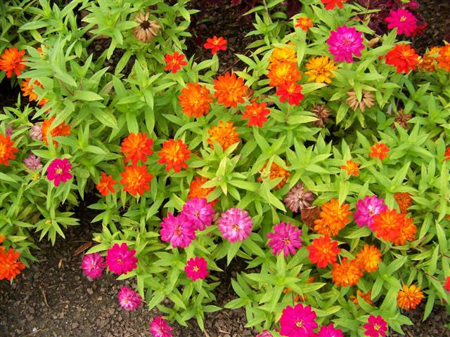 Picture of Zinnia  Zahara Double Duo Mix 