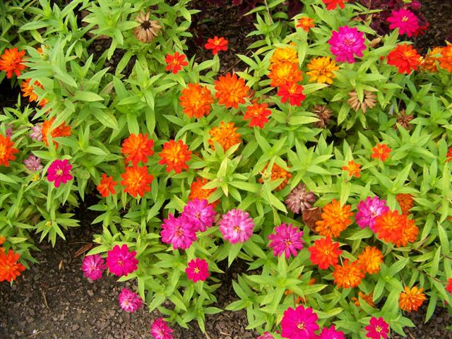 Picture of Zinnia  Zahara Double Duo Mix