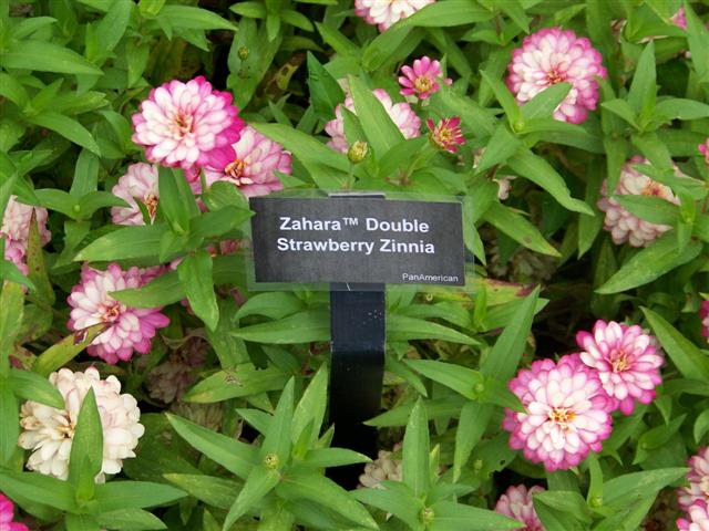 Picture of Zinnia  Zahara Double Strawberry 