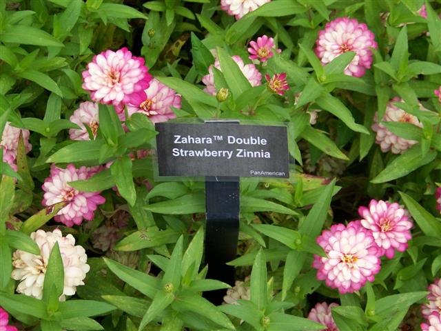 Picture of Zinnia  Zahara Double Strawberry