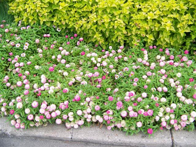 Picture of Zinnia  Zahara Double Strawberry