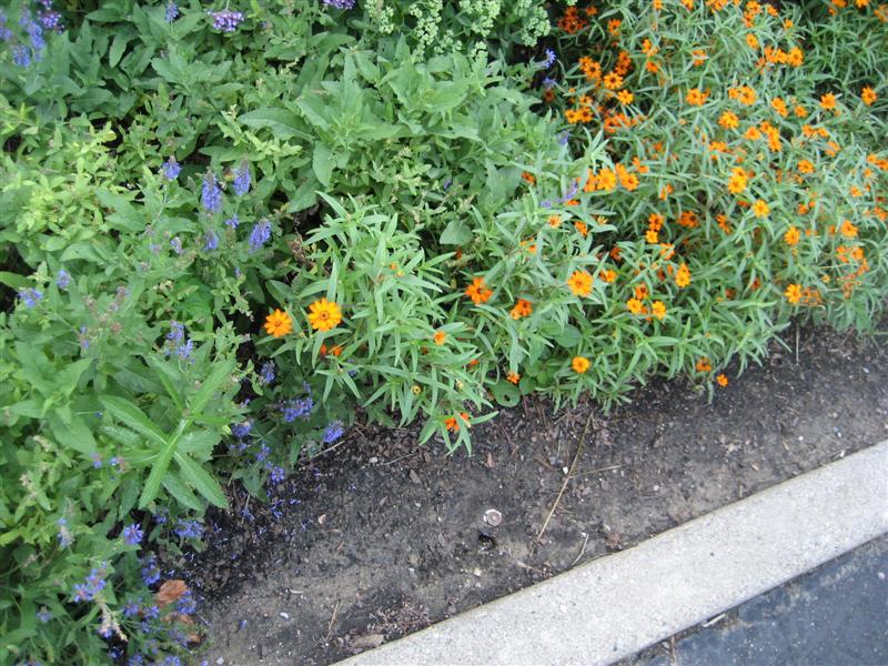 Zinnia angustifolia Zinnia_far.JPG