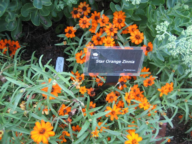 Zinnia angustifolia Zinnia_flowers.JPG