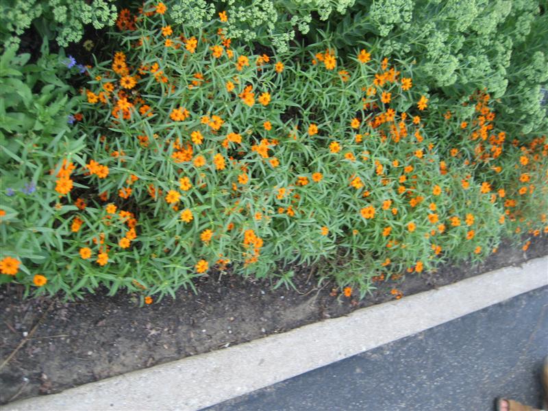 Zinnia angustifolia Zinnia_front.JPG