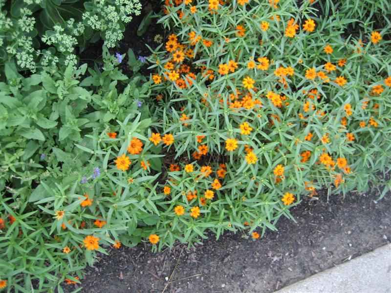 Zinnia angustifolia Zinnia_top.JPG