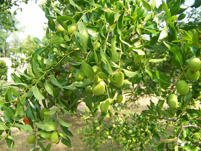 Picture of Ziziphus jujuba  Chinese Date