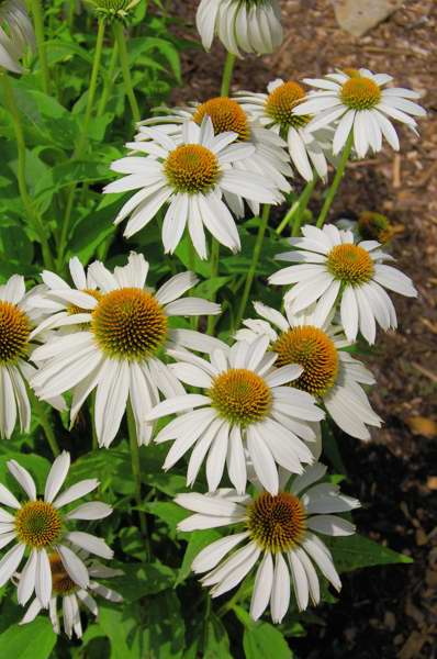 Picture of Echinacea purpurea 'White Swan' White Swan Coneflower