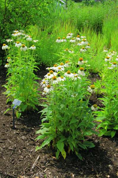 Picture of Echinacea purpurea 'White Swan' White Swan Coneflower