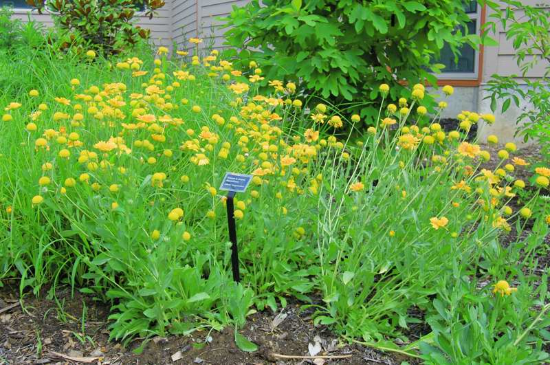 Picture of Gaillardia x 'Oranges 