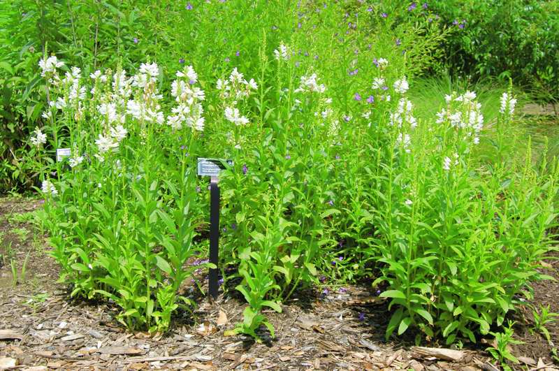 Picture of Physostegia virginiana 'Miss Manners' Miss Manners Obedient Plant