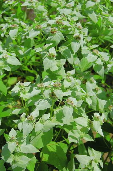 Picture of Pycnanthemum muticum  Short-toothed Mountain Mint