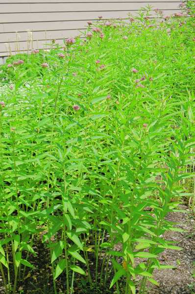 Picture of Asclepias%20incarnata%20%20Swamp%20Milkweed